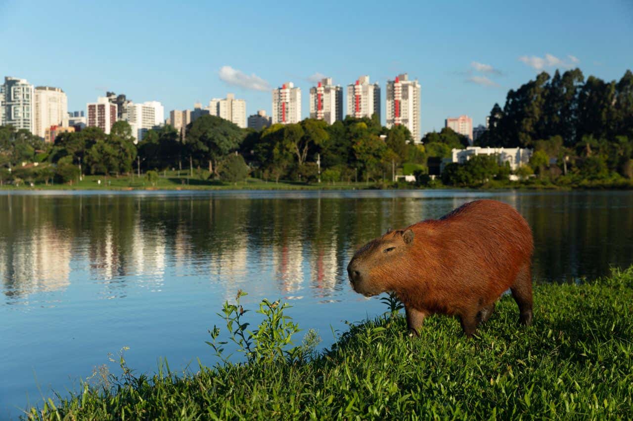 Uma capivara à margem do rio Barigui