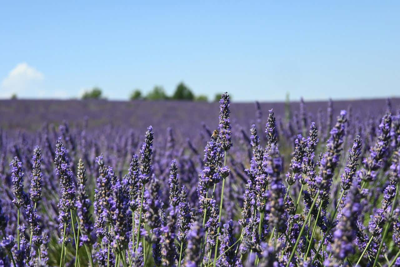 A close-up of purple lavender fields in the french region of Provence