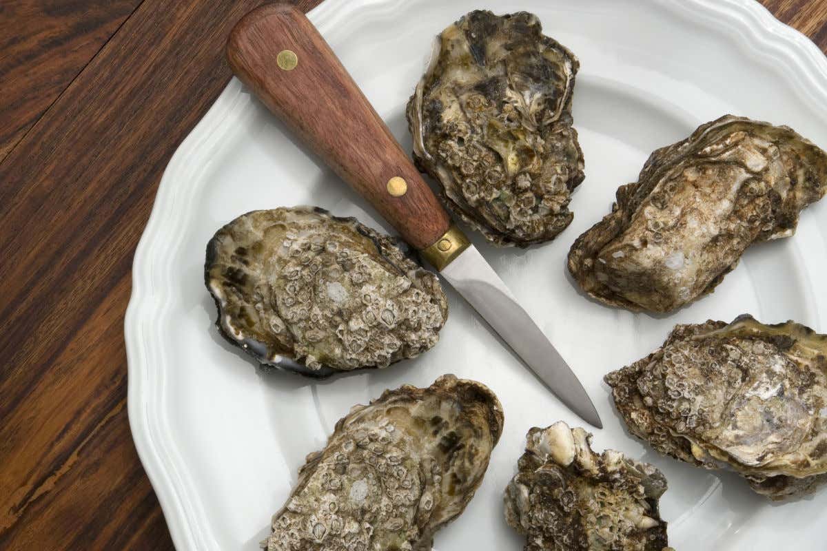 A close-up of a white plate with closed oysters and a wooden knife