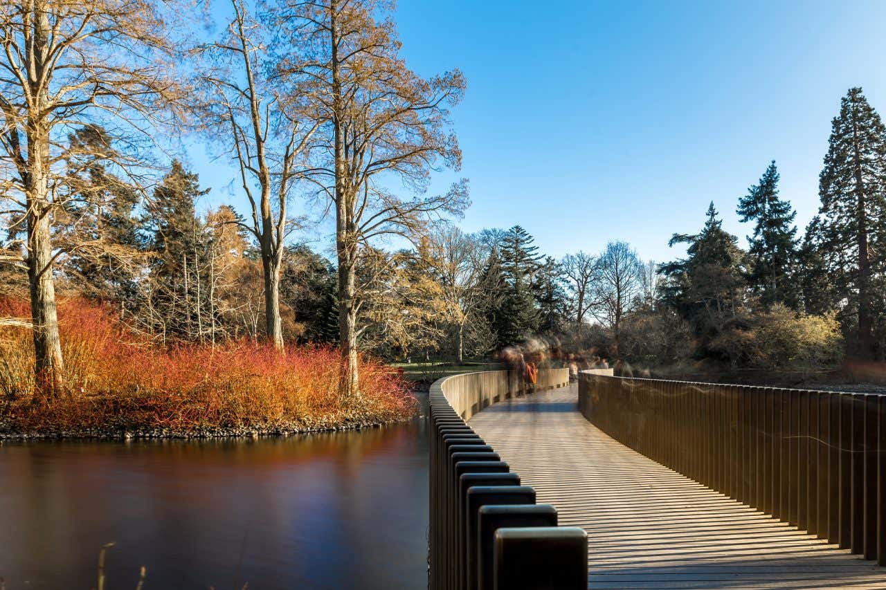 A frozen lake with a wooden bridge over it and wintery trees