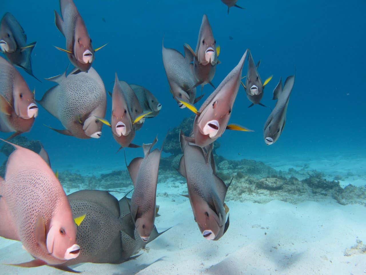 Um cardume de peixes nadando no fundo do mar