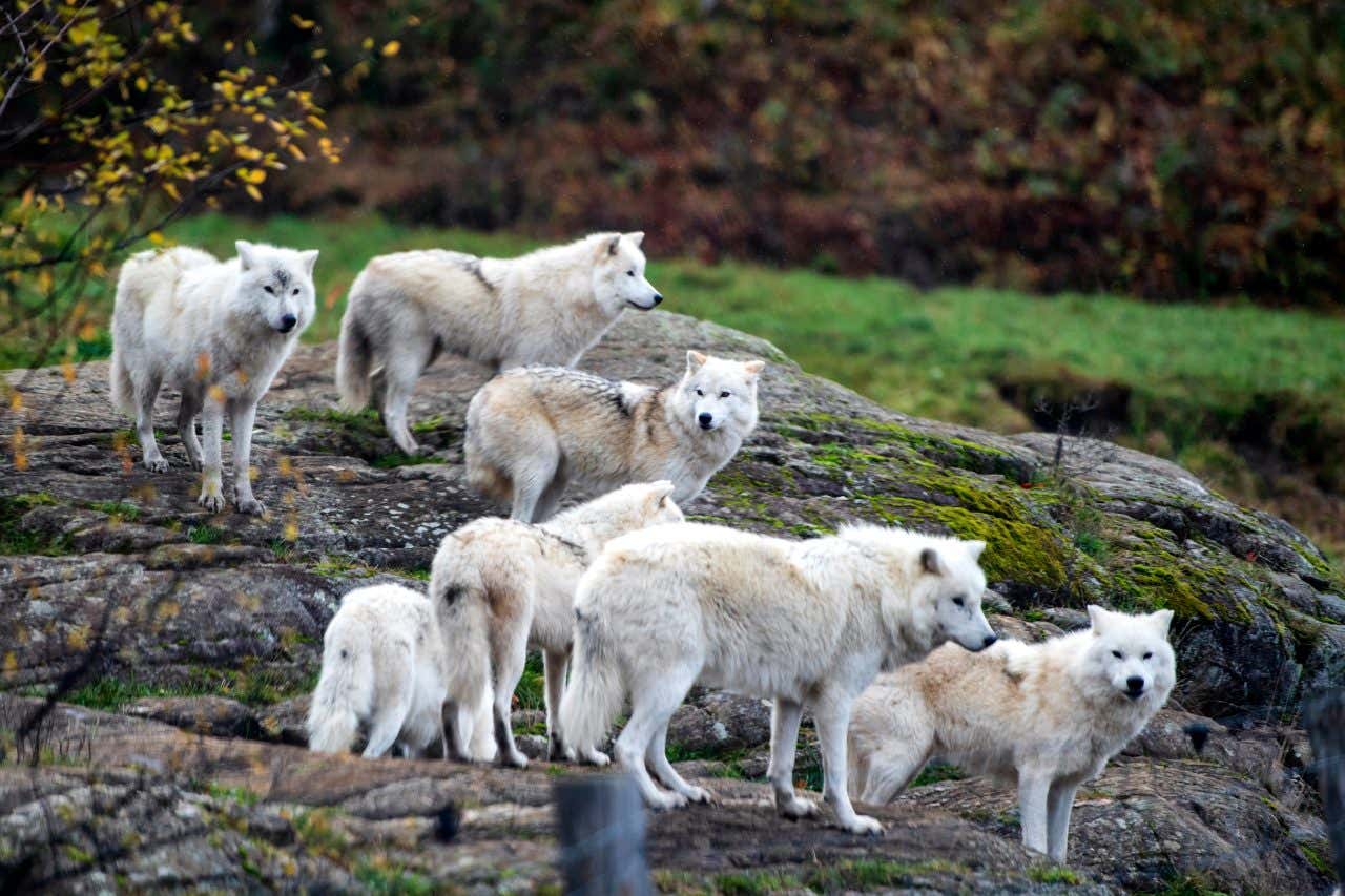 Un branco di lupi fermi su una roccia in un parco naturale di Montréal.