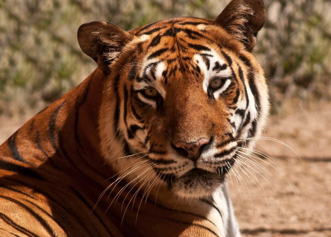 Rosto de um tigre em um dia ensolarado