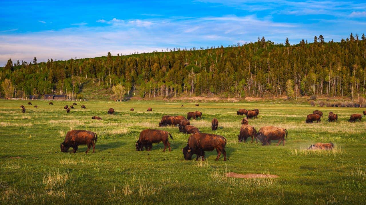 Panorama of an open grassy field at Grand Teton National Park, herd of bison grazing in the foreground, a bright blue sky above