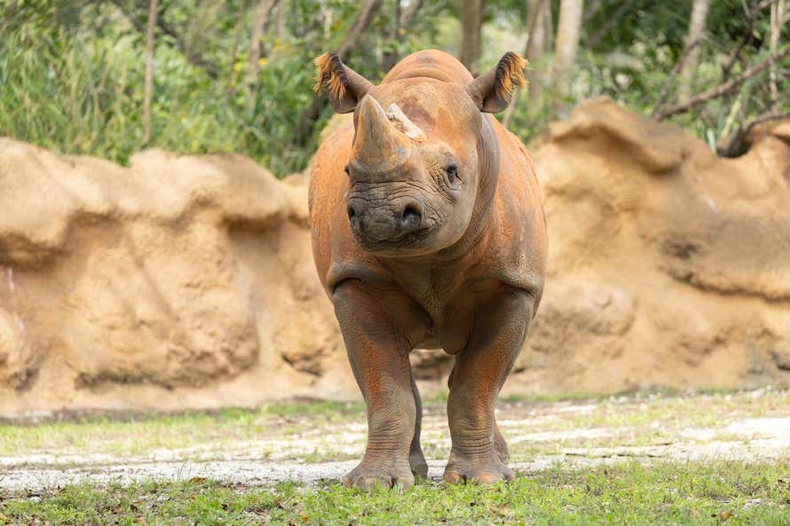 Un rinoceronte negro africano en el zoológico de Miami