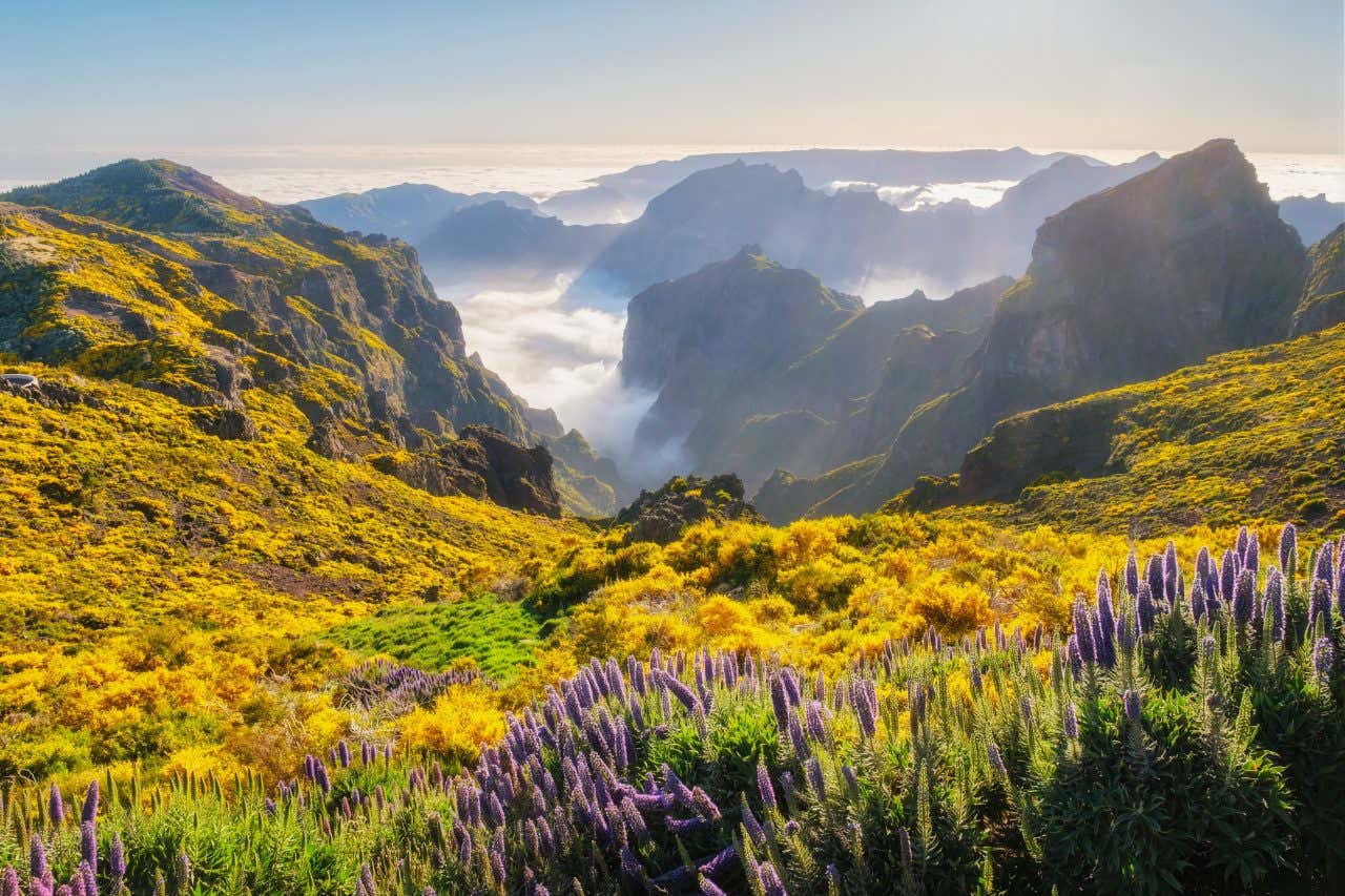 Una paesaggio selvaggio, illuminato dal sole, composta da un primo piano sulla cima verde di un monte che apre su un panorama montano coperto da nubi e il mare all'orizzonte