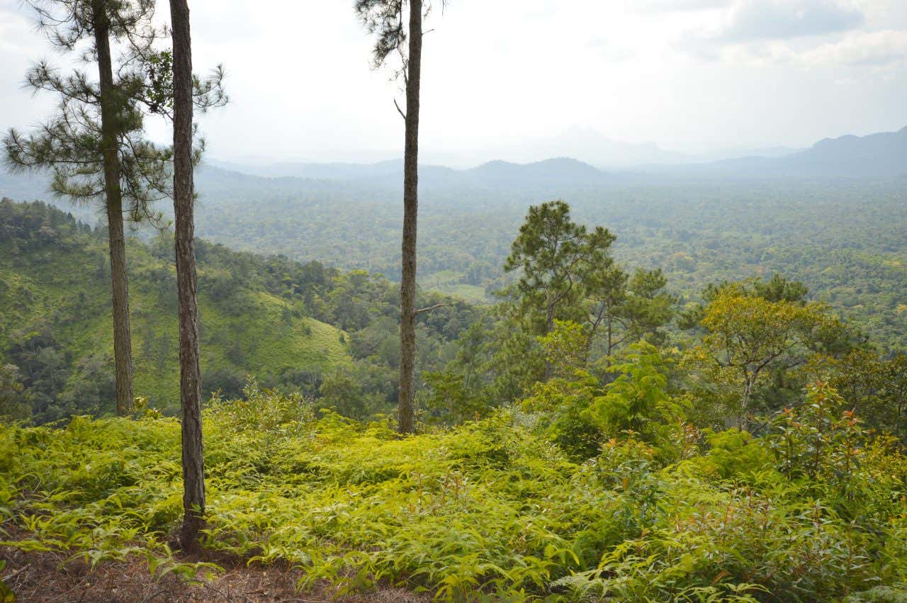 A panoramic shot of Cockscomb Wildlife Sanctuary as seen from a higher point.