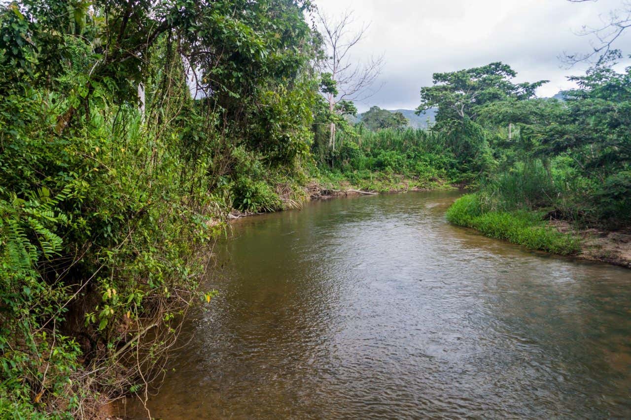  South Stann Creek in Belize, with brownish water running away from the camera and a cloudy sky in the background.