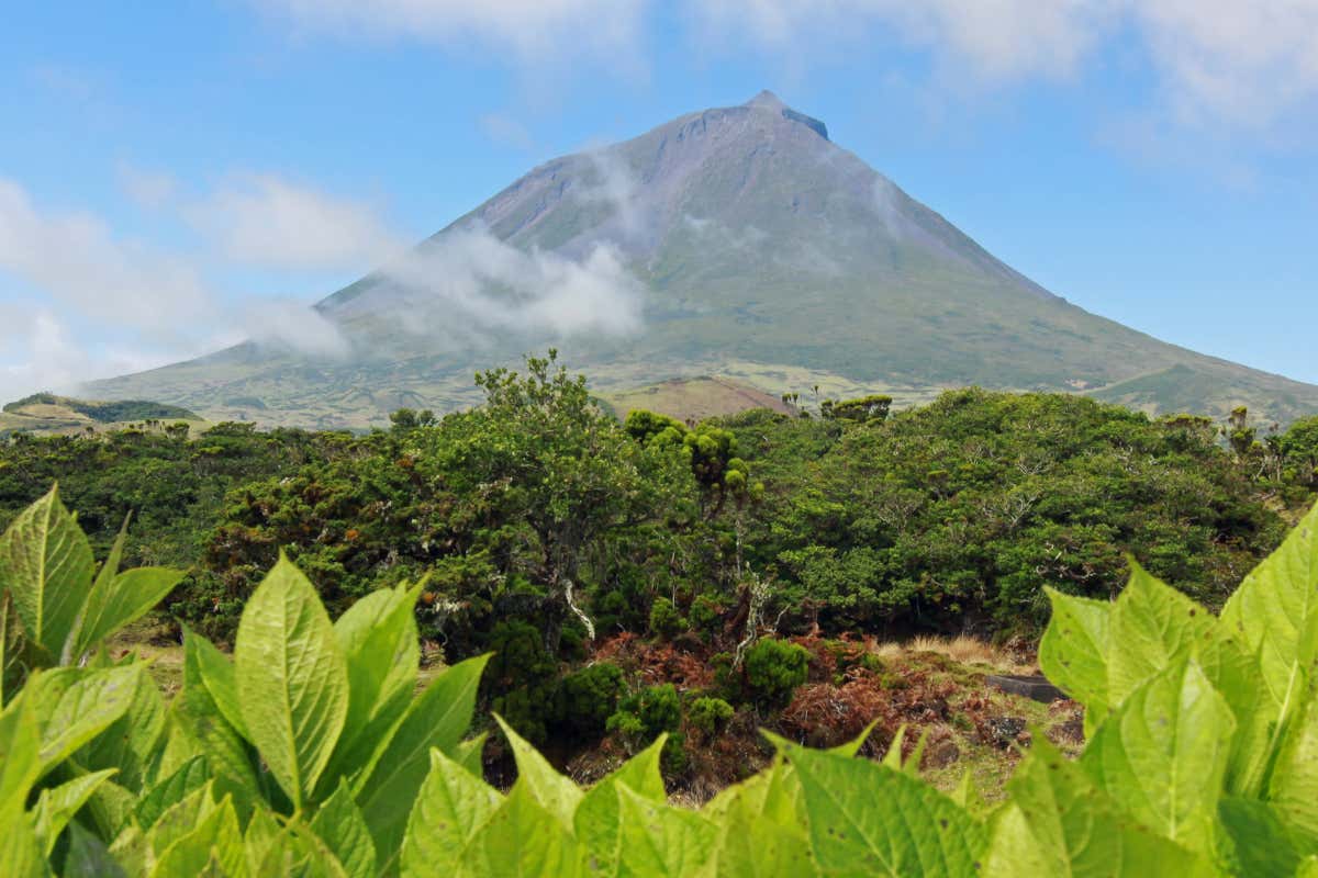 Primer plano de unas hojas verdes de unas plantas, con la silueta de un volcán de fondo