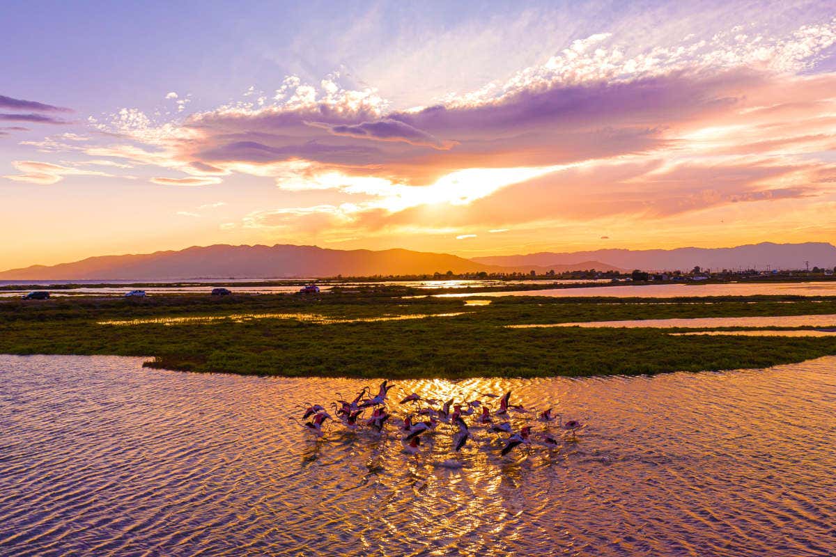 Flamencos en el Delta del Ebro al atardecer