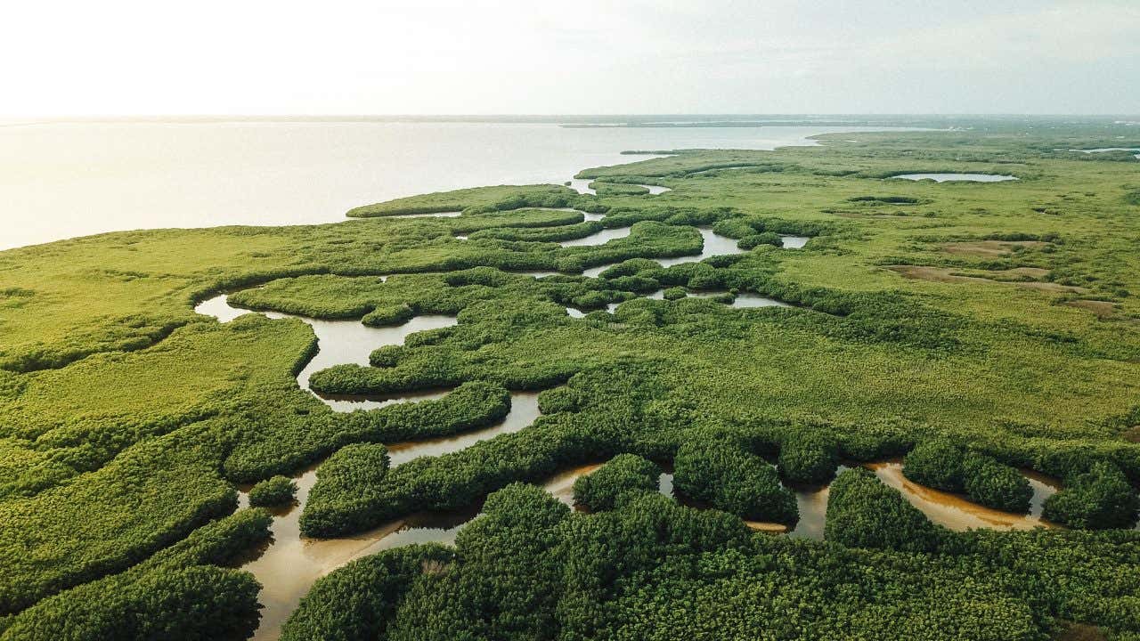 Vue aérienne sur les mangroves des Everglades