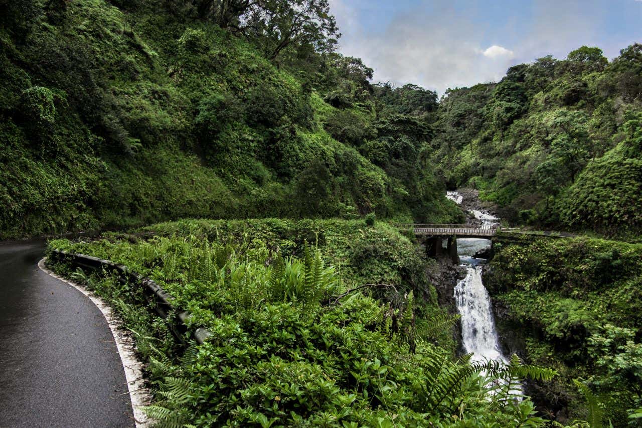 A road in Hawaii surrounded by tall vegetation, with a bridge visible in the background, with a river running beneath it.