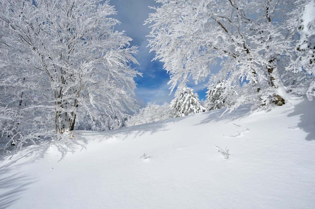 Un paesaggio innevato con alberi completamente ricoperti di neve in una giornata di sole