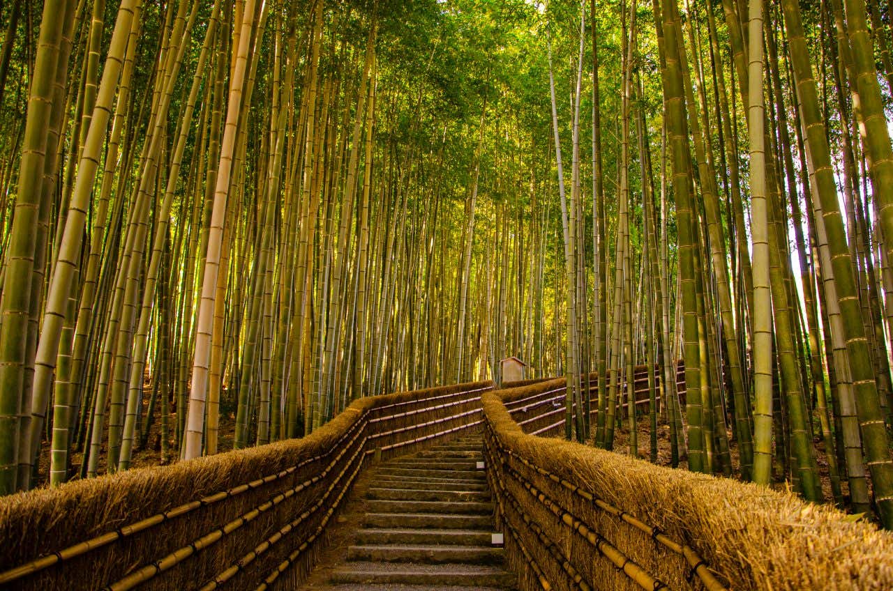 A shot taken on the pathway through the Arashiyama Bamboo Grove.