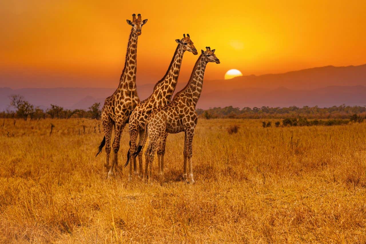 Trois girafes au coucher du soleil dans le parc Kruger en Afrique du Sud, une destination idéale où partir en janvier