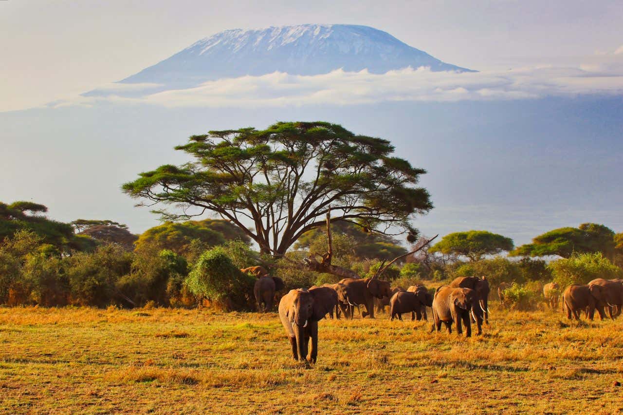 Des éléphants dans la savane kényane, avec le Kilimandjaro en arrière-plan