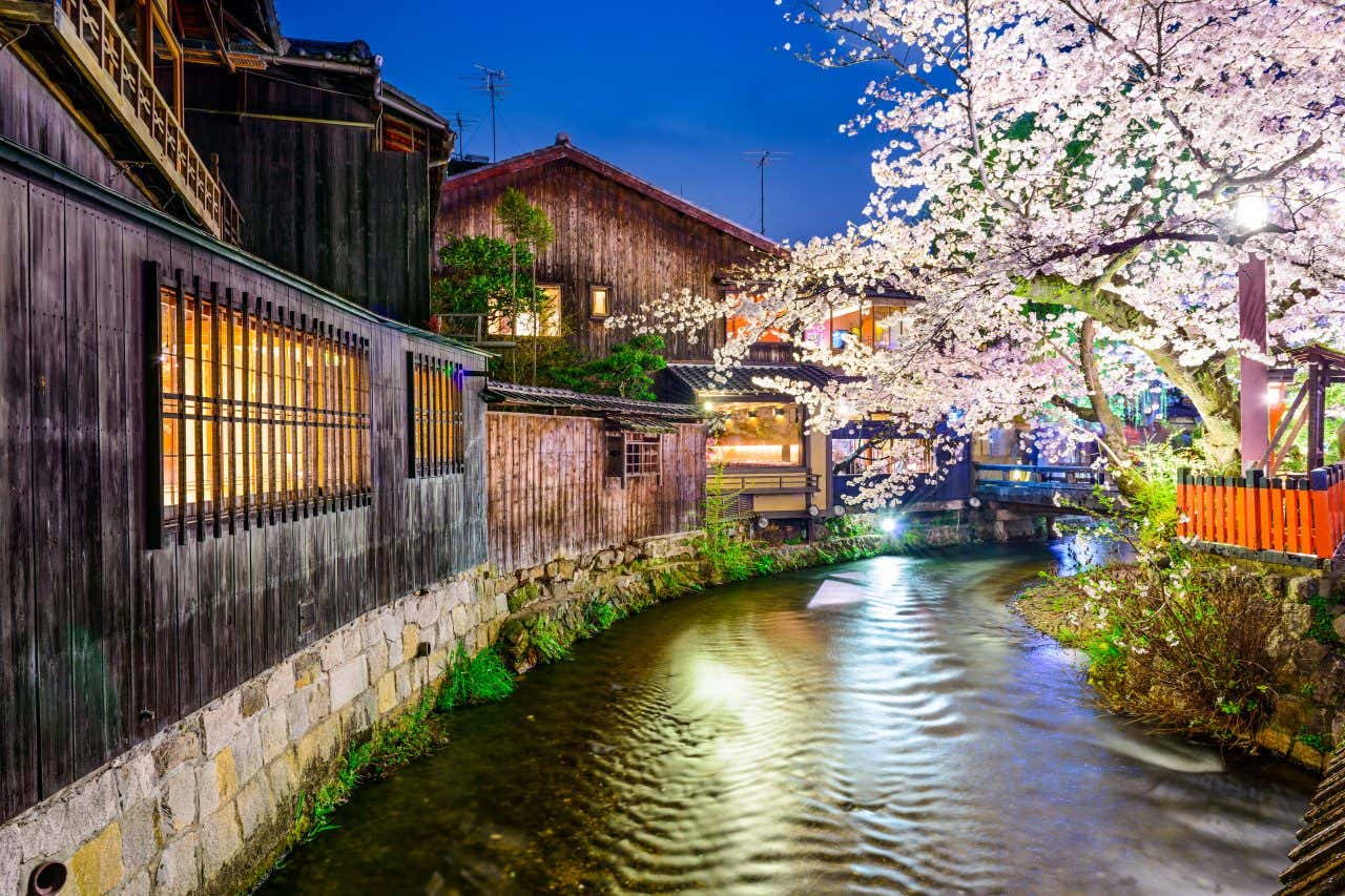 A canal running through the Gion district, with  a cherry blossom tree on the right hand side.