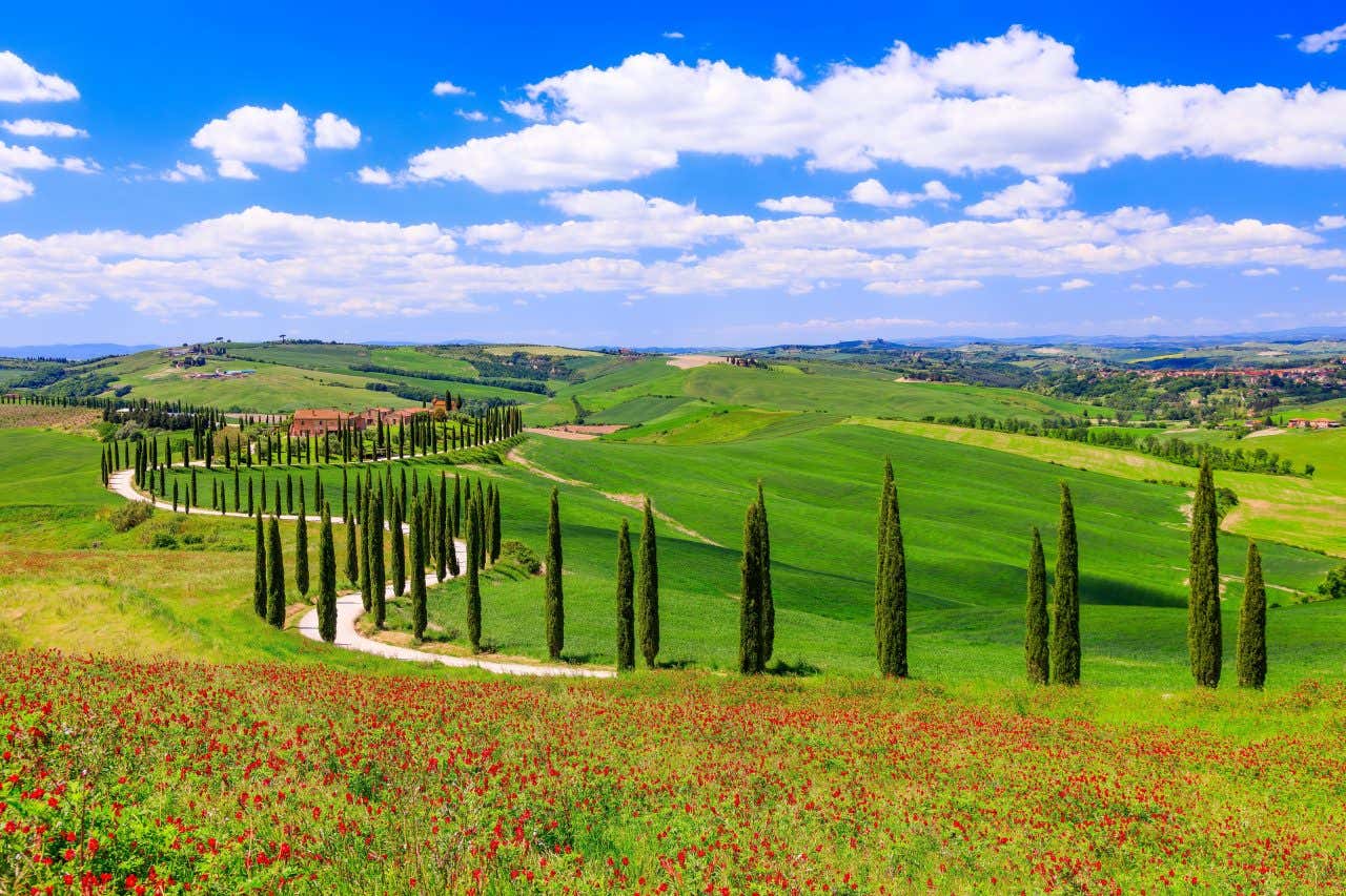 Una verde vallata tagliata a metà da una strada di campagna delimitata da cipressi che serpeggia verso l'orizzonte, mentre in primo piano c'è un campo di papaveri