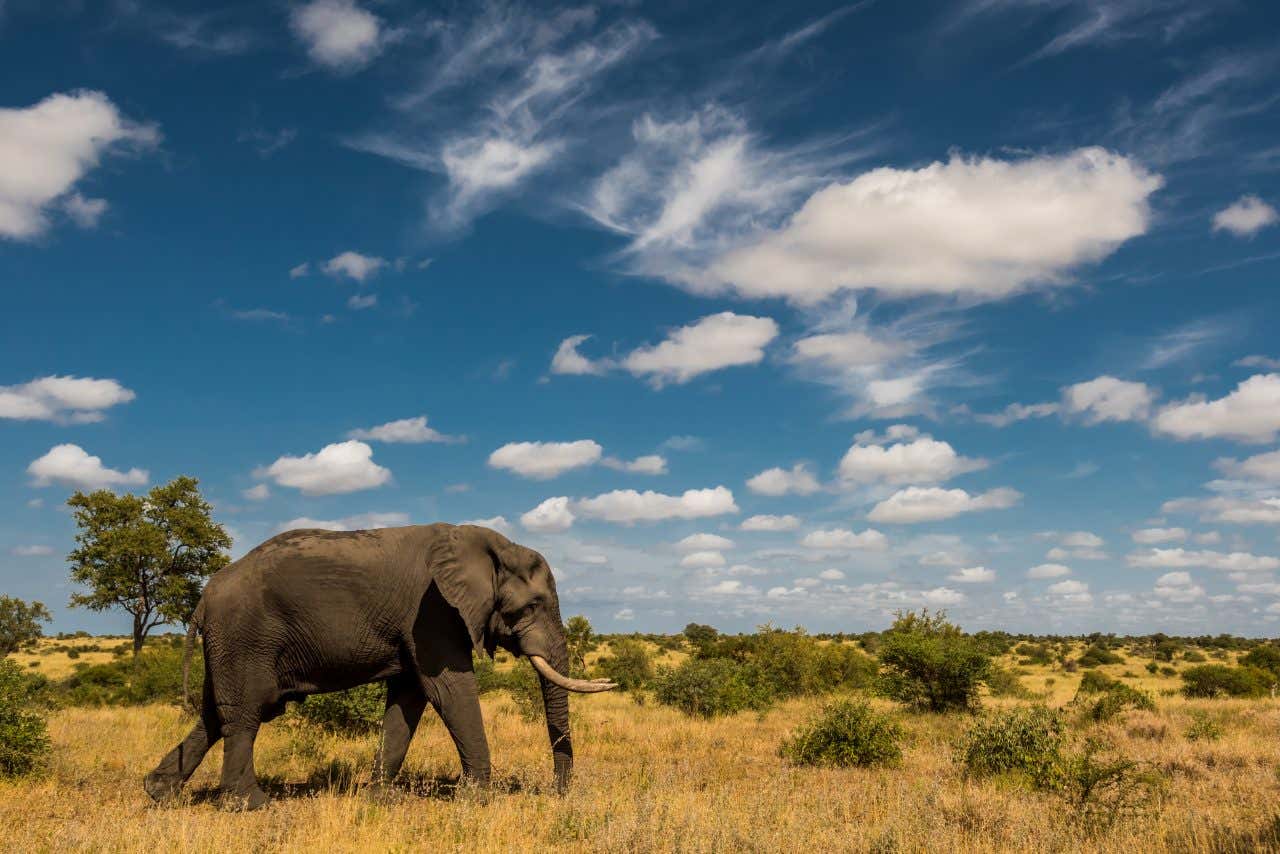 Un elefante passeggia tranquillo nella savana, con piccoli cespugli verdi che punteggiano le sterpaglie gialle in Sudafrica