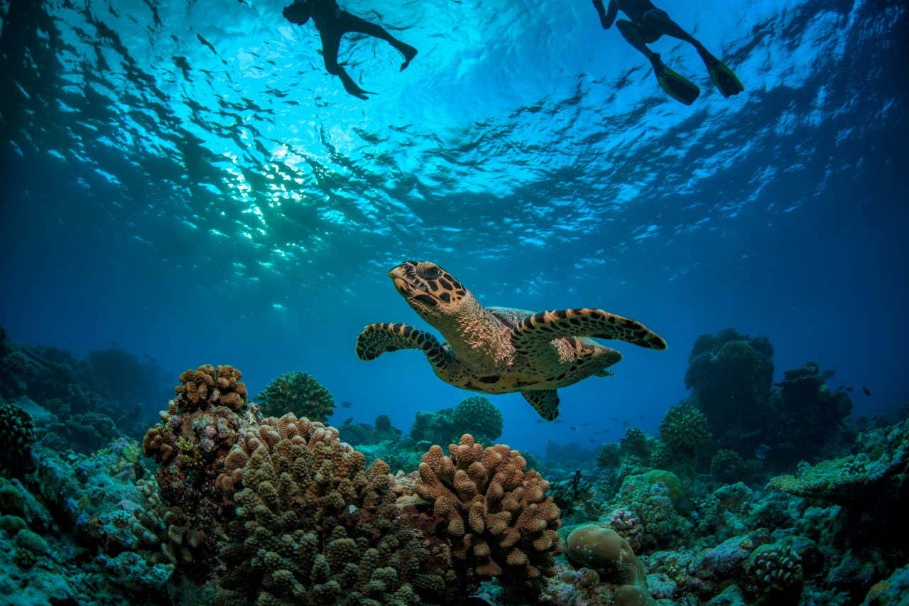 Une tortue et des plongeurs dans les eaux des Maldives, une destination où partir en février