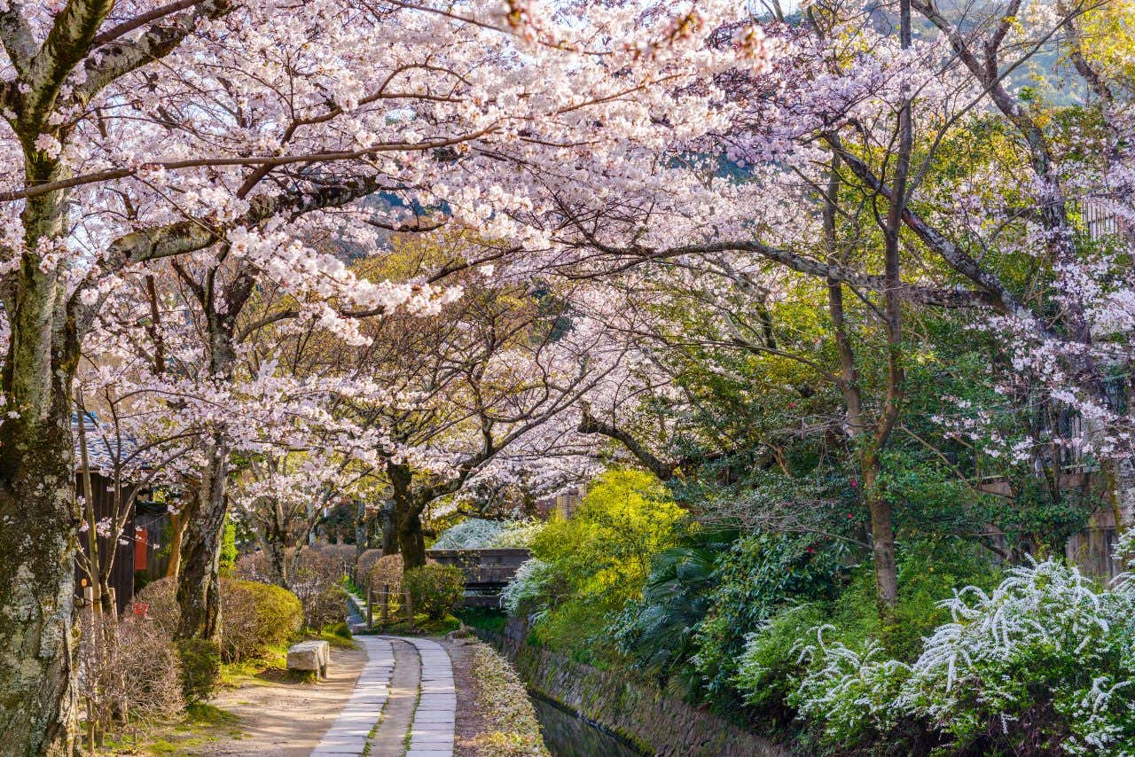 A shot taken along the Philosopher's Path with a cherry blossom tree on the left and a stream going down the river.