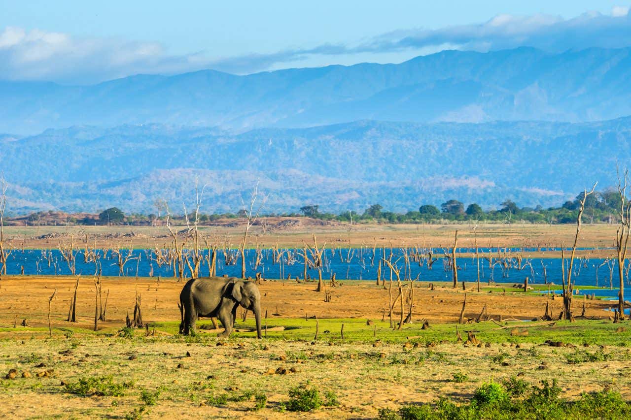 Un éléphant dans le parc national d'Udawalawe au Sri Lanka, un pays où partir en janvier