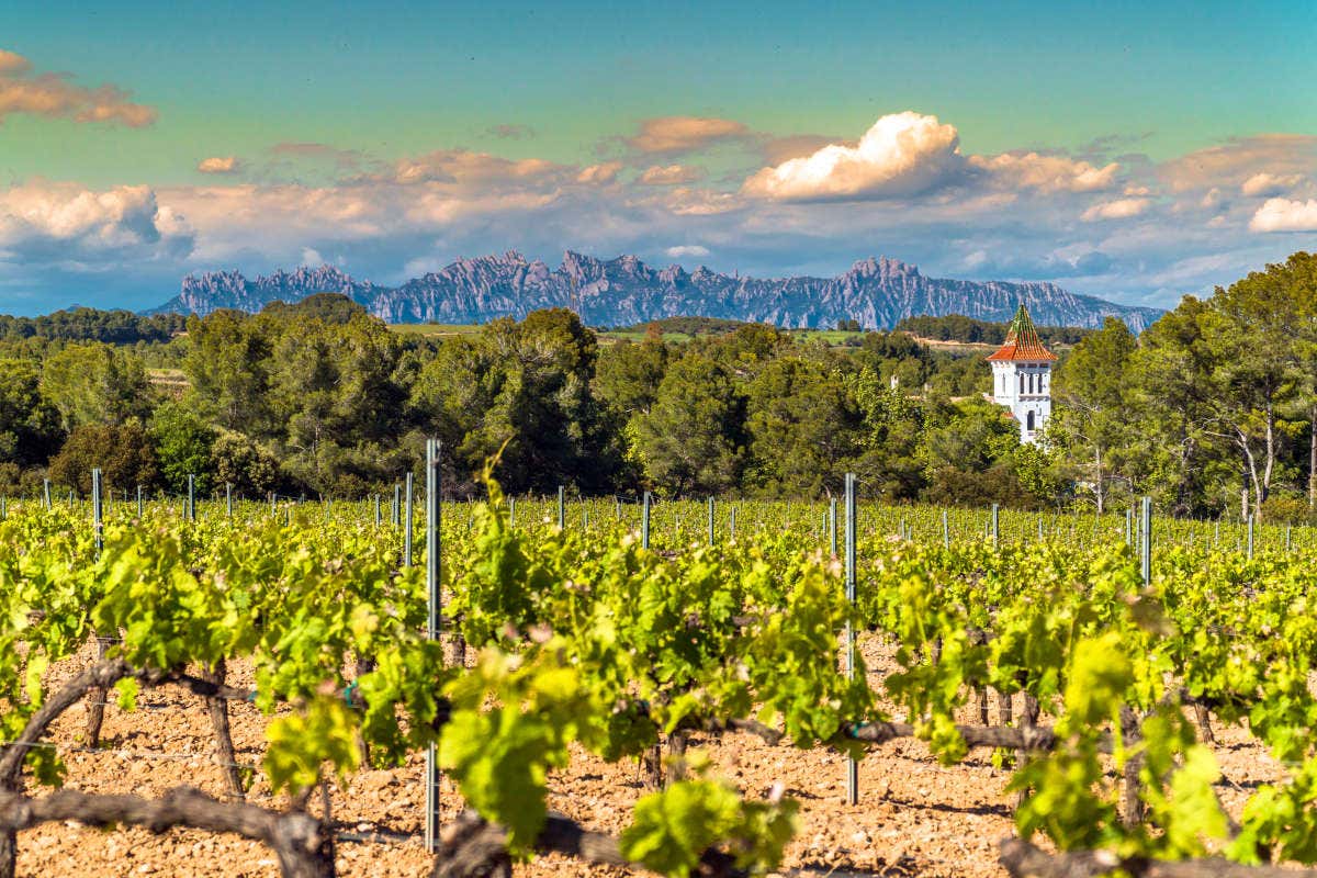 Viñedos del Penedès