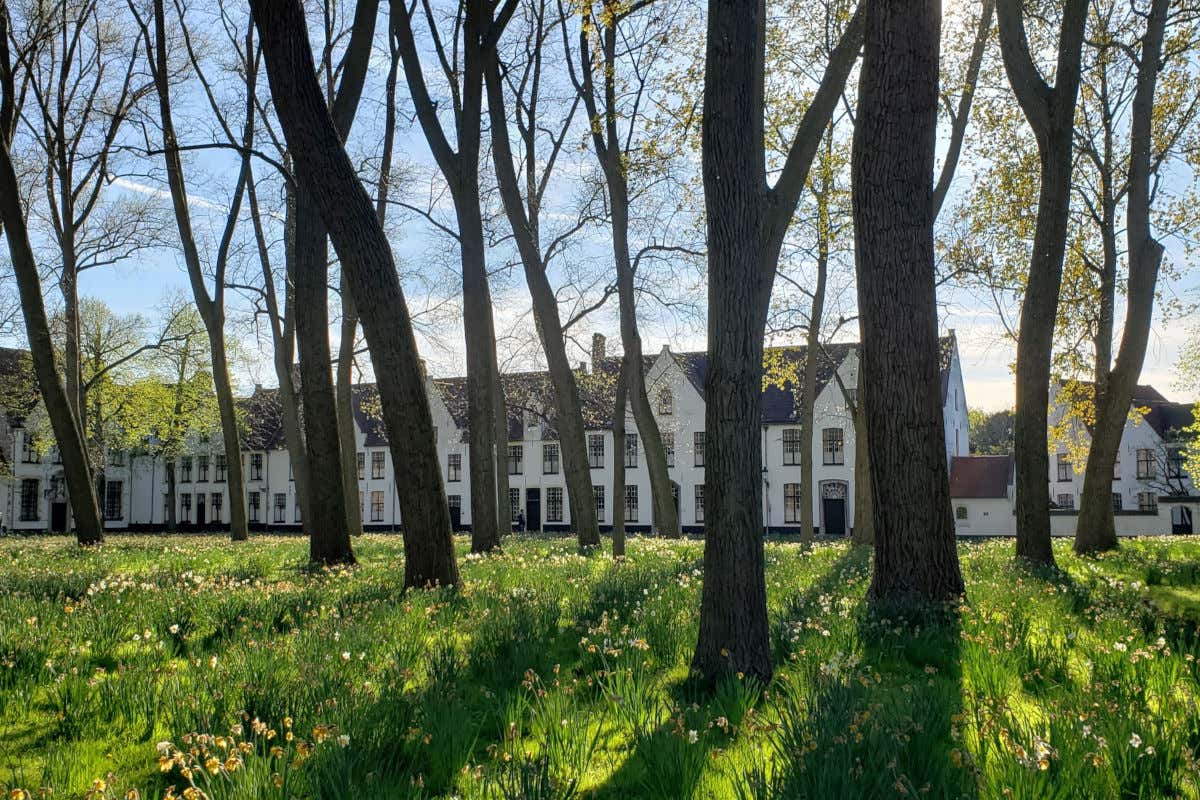 Casas blancas tras un extenso parque con césped y altos árboles