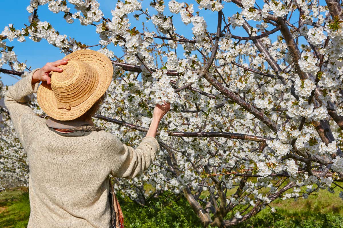 Una mujer con sombrero y de espaldas a la cámara tocando unas flores de un cerezo