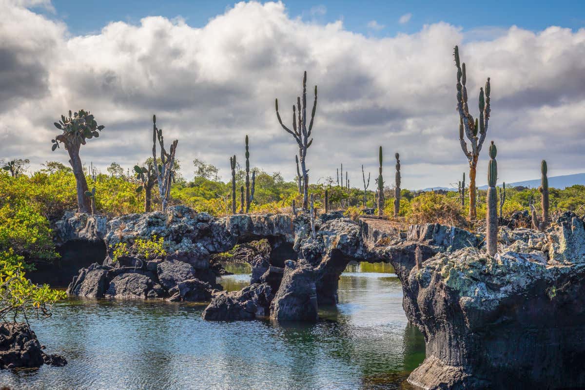 Arcos de piedra sobre el mar y repletos de cactus y otros árboles en las Islas Galápagos