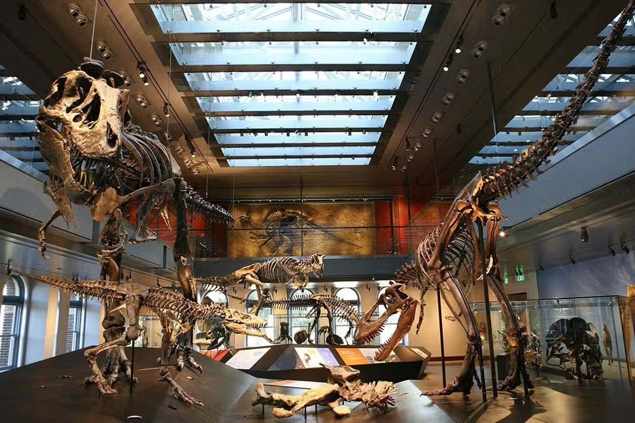 Sala de exposição do museu com diversos esqueletos de dinossauros