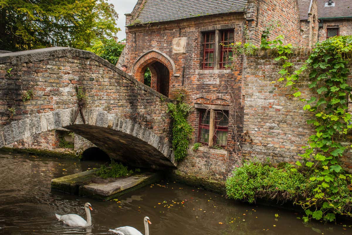 Un puente de piedra sobre un canal de Brujas con varios cisnes blancos