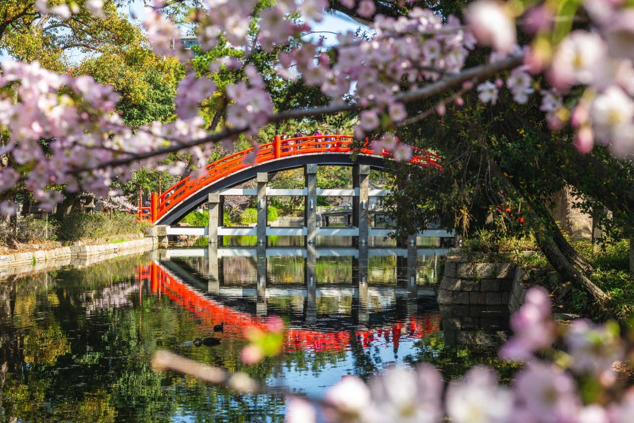 Puente de color rojo rodeado de flores de varios cerezos en floración 