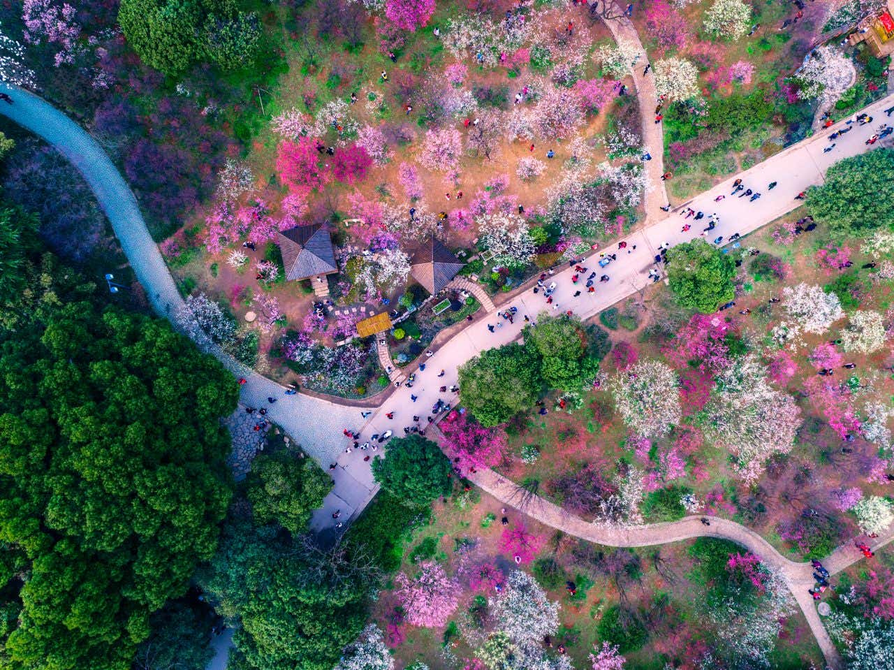 Vue aérienne sur le parc Ueno, avec des promeneurs et des cerisiers en fleurs