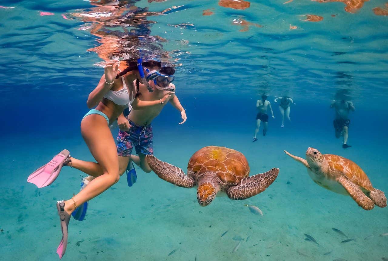 Casal fazendo snorkel com duas tartarugas marinhas