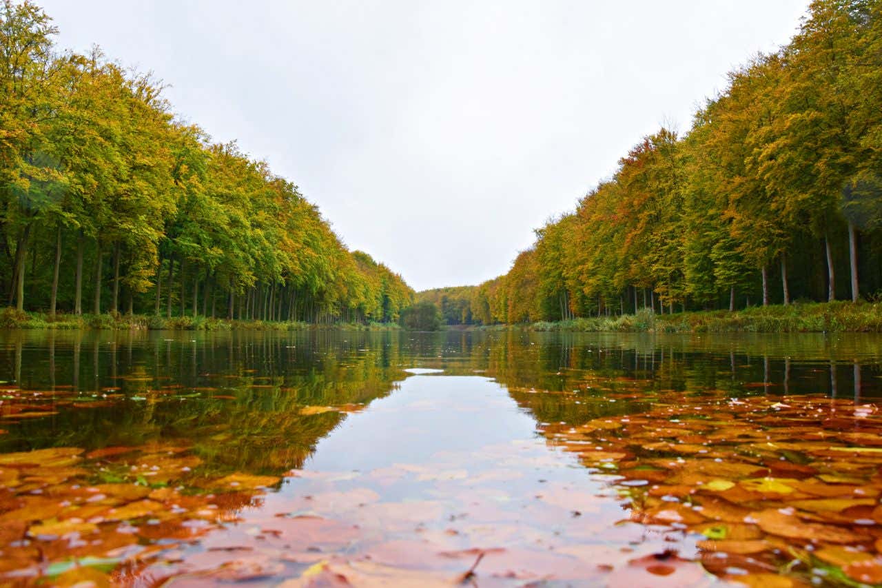 A shot of a river in the Sonian Forest at autumn, with orange leaves in the water and appearing on otherwise green trees.