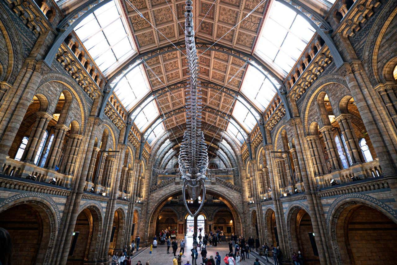 Lo scheletro di una balena sospeso al centro della sala d'ingresso del Museo di scienze naturali di Londra