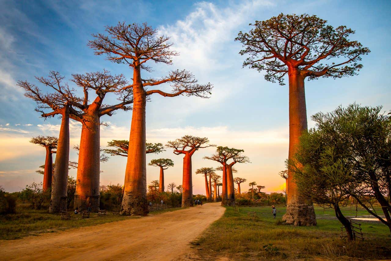 L'allée des baobabs à Madagascar, un pays idéal où partir en mars