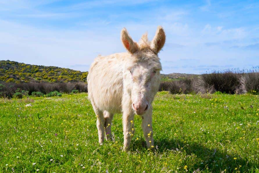 An albino donkey standing in vibrant green grass under a clear blue sky. 