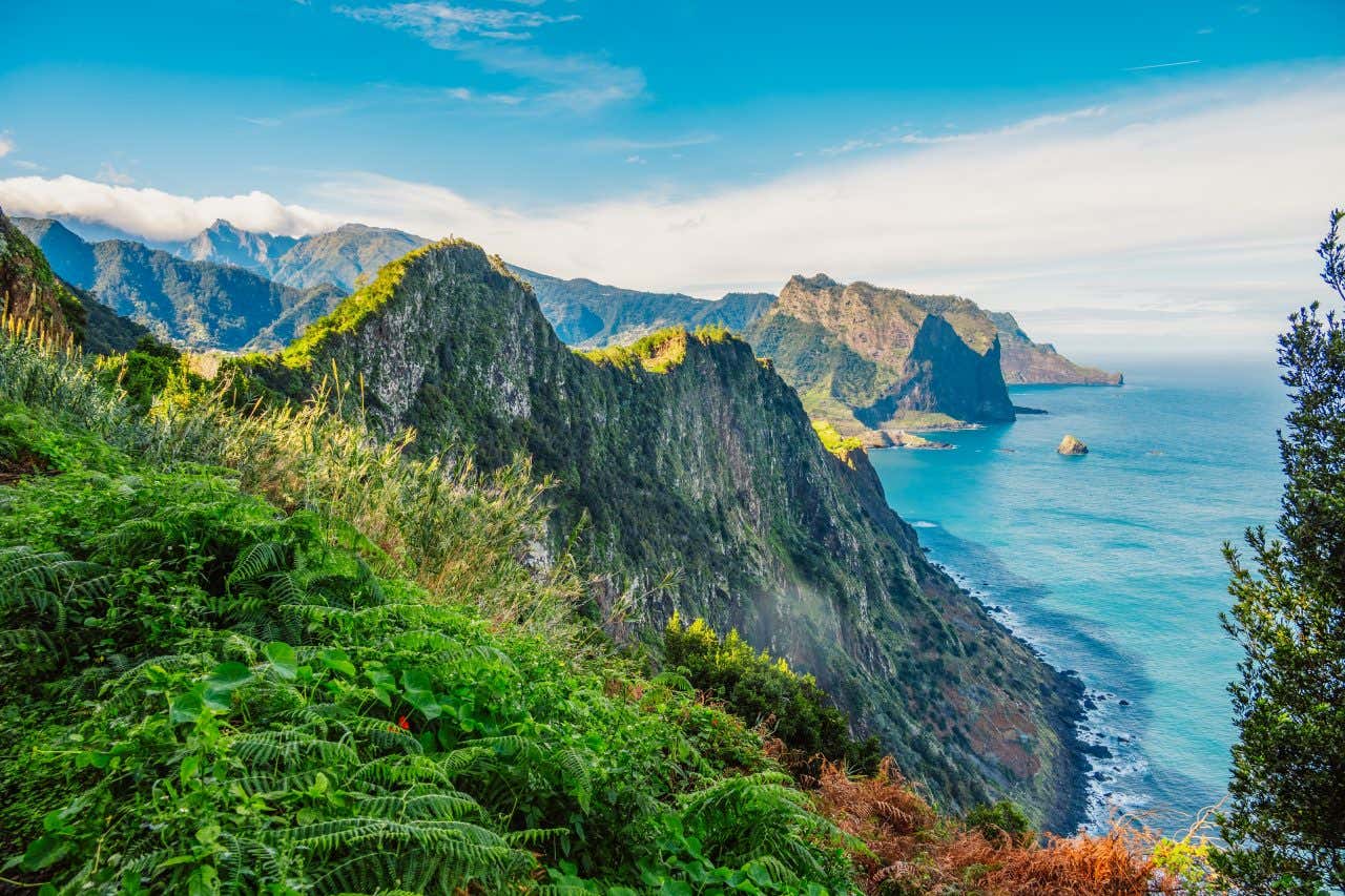 Foto panoramica di una scogliera ricoperta di piante dell'isola di Madeira che si getta nel mare e sullo sfondo la linea della costa scogliosa dell'isola