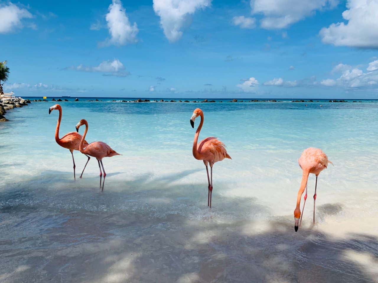 Flamingos em uma praia de águas cristalinas de Curaçao