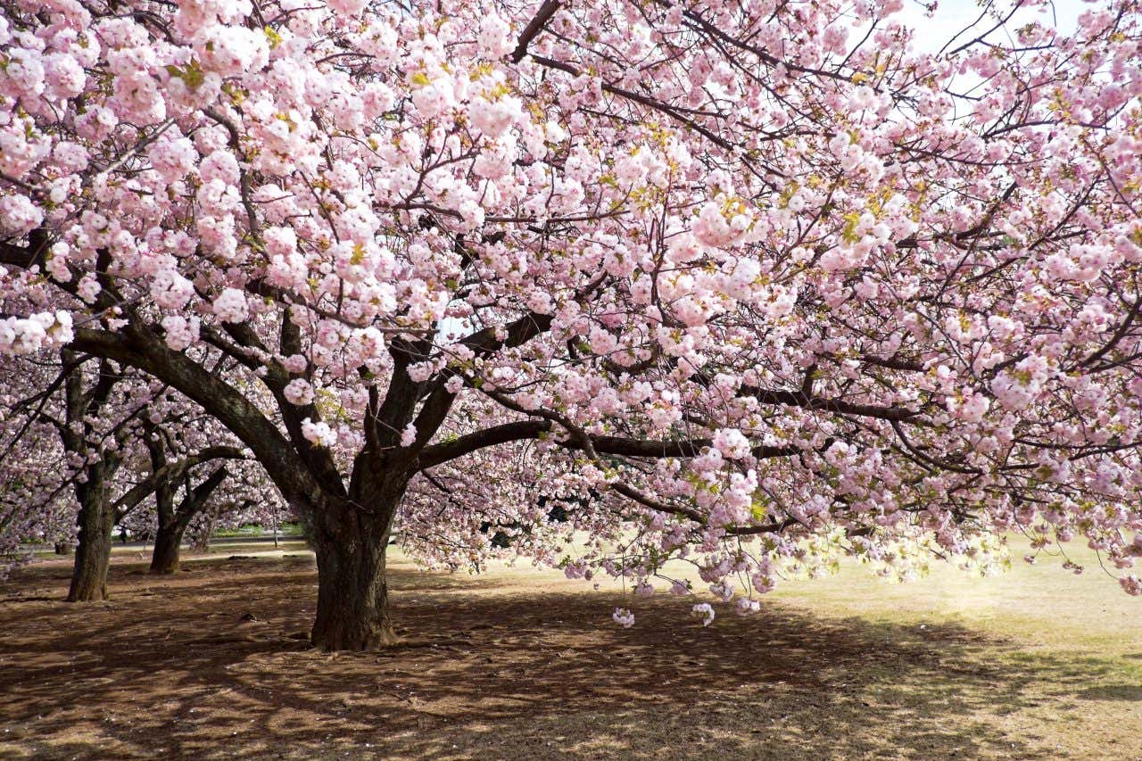 Un cerisier en fleurs dans le jardin Shinjuku Gyoen