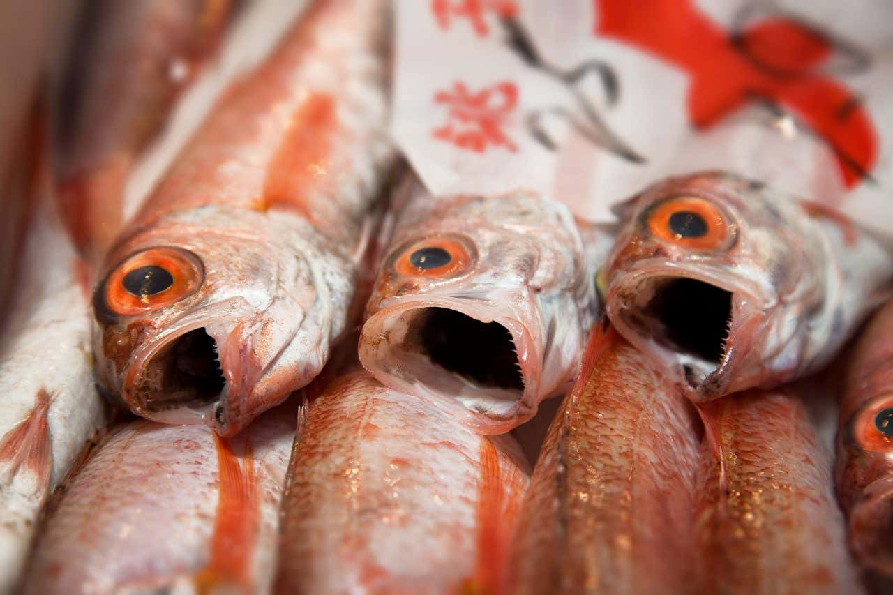 Des poissons la bouche ouverte sur le marché de Tsukiji, une visite incontournable à Tokyo