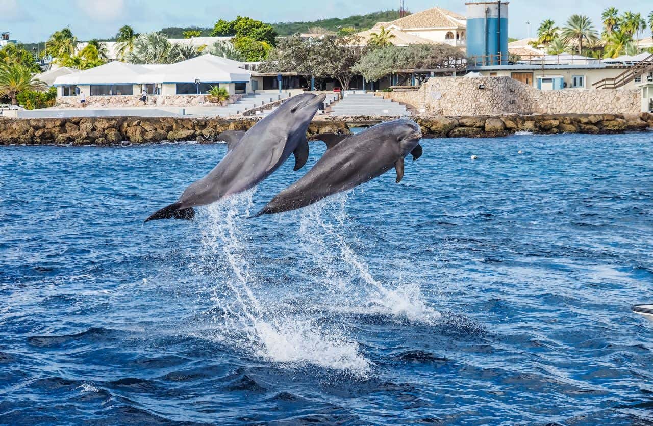 Golfinhos em águas abertas do lado de fora do Aquário Marinho de Curaçao