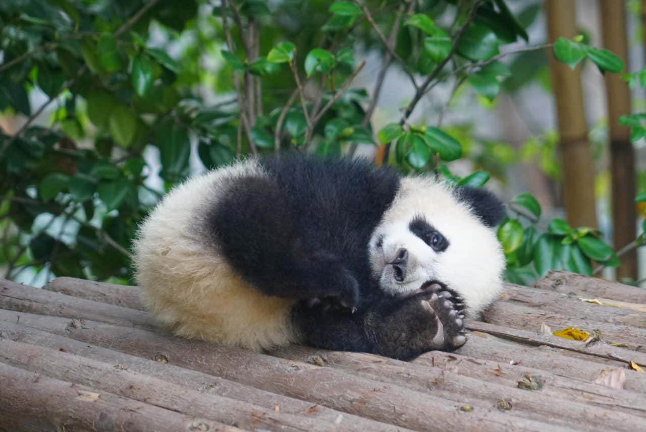 Un bébé panda allongé sur du bois