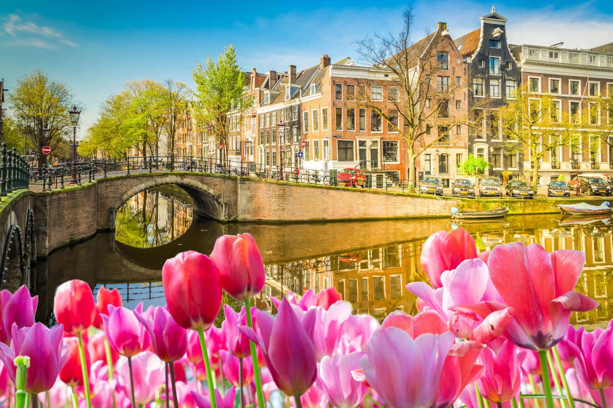 Unos tulipanes junto a un puente de varias arcadas y algunas casas de los canales de Ámsterdam