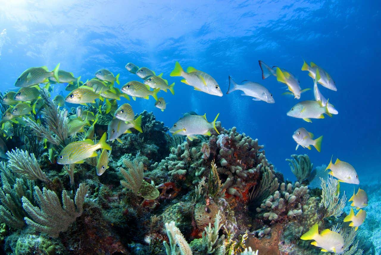 Plusieurs poissons près de coraux