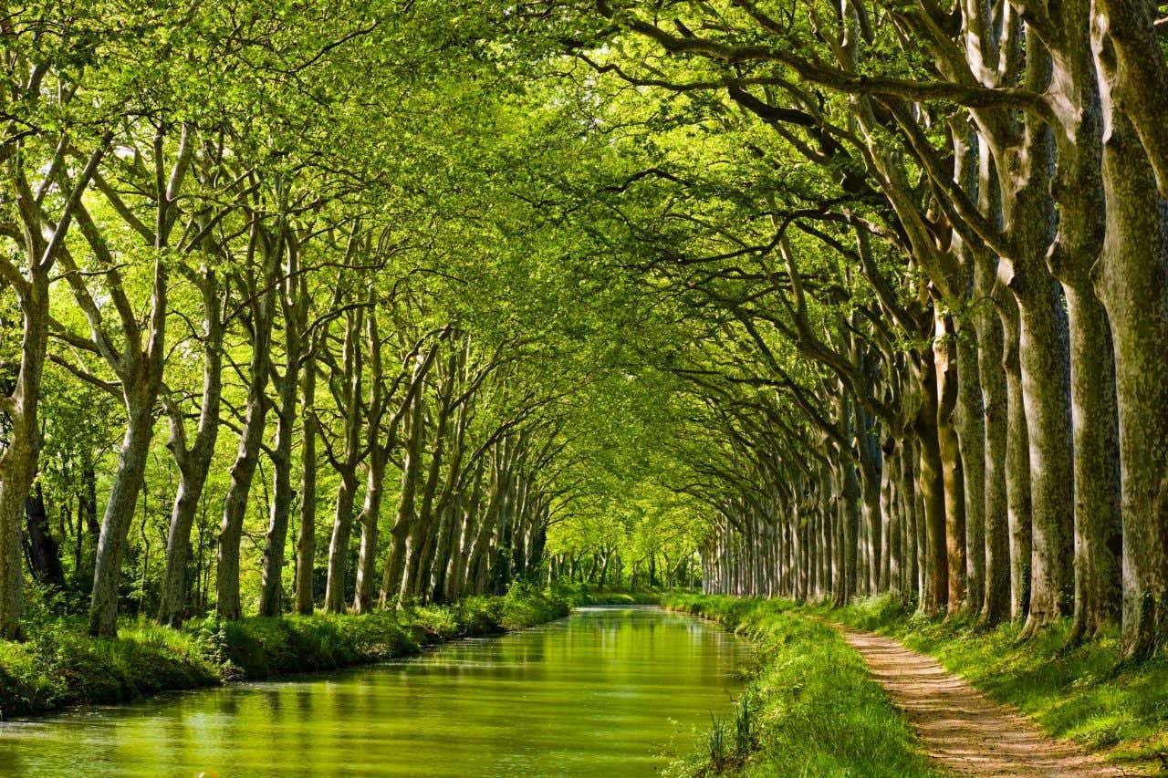 Canal avec un chemin de terre sur la droite entouré d'une rangée d'arbres de chaque côté ; le Canal du midi est un incontournable à Toulouse