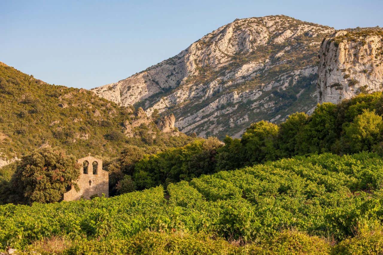 Un vignoble dans le Languedoc, une visite à faire près de Montpellier