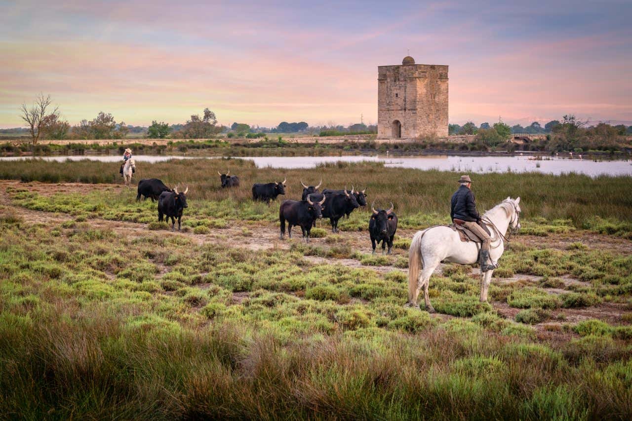 Cavaliers et taureaux en Camargue, un paysage incontournable près de Montpellier